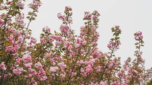 春日繁花盛开的苹果树