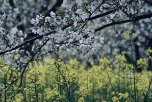 春日繁花与金黄油菜相映