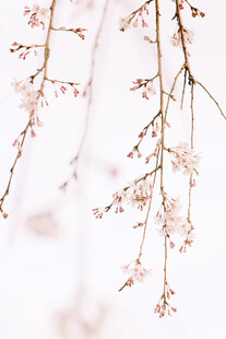 垂落的粉嫩花枝