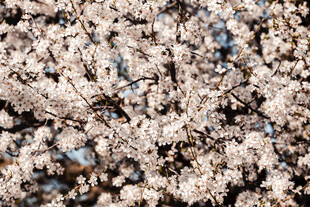 烂漫樱花绽放枝头