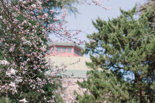 春日繁花与古建相映