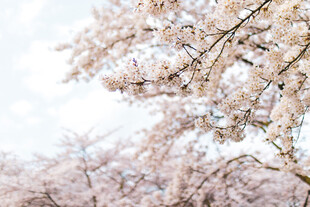 烂漫樱花枝头绽放