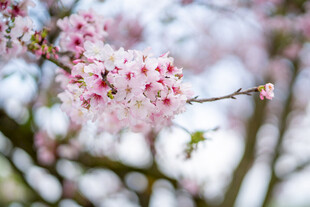 枝头绽放的粉嫩樱花