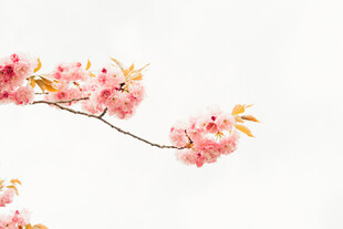 粉嫩桃花枝