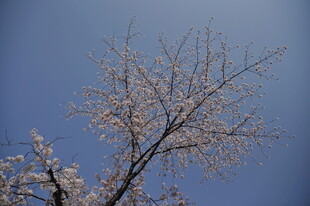 蓝天映衬下的繁花满枝树