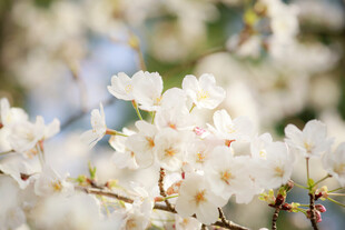 春日绽放的洁白花朵
