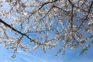 蓝天映衬下的烂漫樱花枝