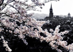 樱花掩映下的城市建筑