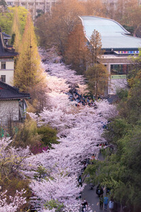 春日烂漫樱花盛放场景