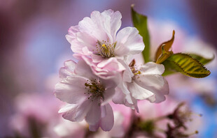 娇艳绽放的粉嫩樱花