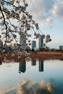 湖畔花树与城市建筑倒影