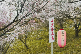 春日樱花下的日式景致