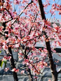 枝头繁花艳