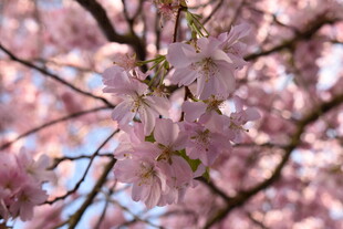 枝头绽放的粉嫩樱花