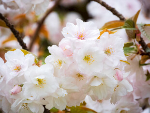 盛开的粉嫩樱花美景
