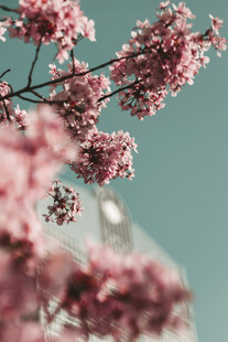 枝头绽放的粉嫩樱花