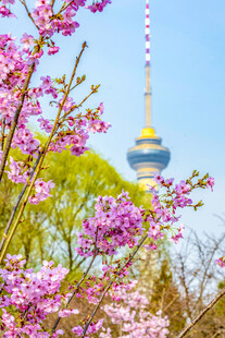 春日繁花中的电视塔景观