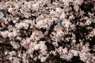 烂漫樱花绽放枝头