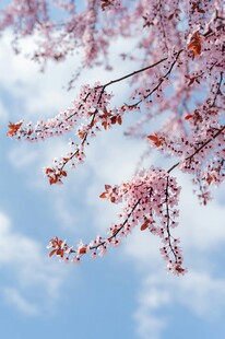 蓝天映衬下的粉嫩樱花枝