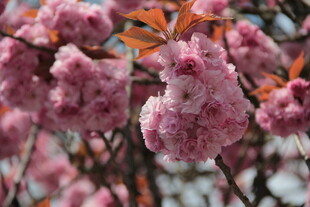 粉嫩繁花绽放枝头