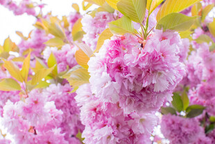 烂漫粉色樱花绽放枝头