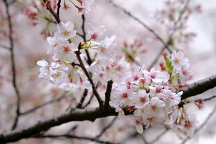枝头绽放的粉嫩樱花
