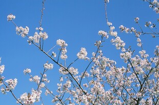蓝天映衬下的烂漫花枝