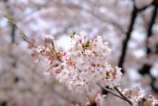 枝头烂漫樱花绽放