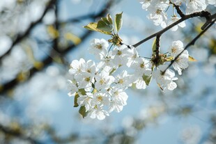 枝头绽放的洁白樱花