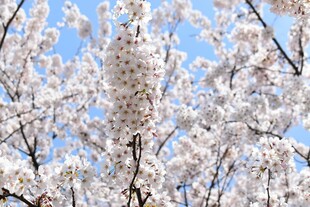 春日烂漫樱花枝头绽放