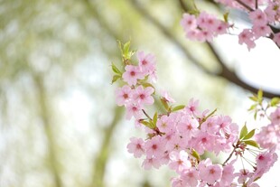 枝头绽放的粉嫩樱花