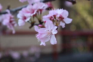 枝头绽放的粉嫩樱花