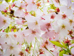 烂漫樱花绽放