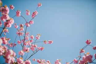 蓝天映衬下的粉嫩花枝