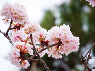 枝头绽放的粉嫩樱花