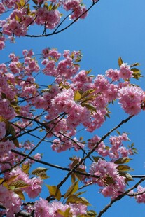 枝头绽放的烂漫粉色樱花