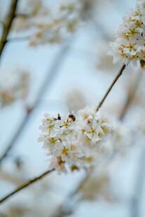 枝头绽放的素雅白色花朵