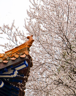 雪覆古檐