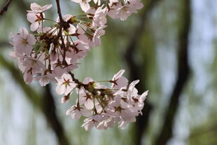 枝头绽放的粉嫩樱花