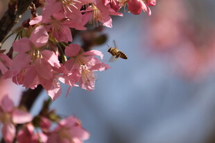 蜜蜂采蜜于粉嫩樱花间
