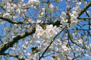 春日盛开的烂漫樱花树