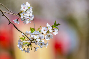 枝头绽放的美丽白色樱花