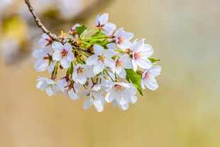 枝头绽放的美丽白樱花