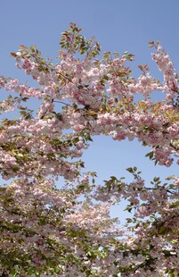 盛开的粉色樱花树