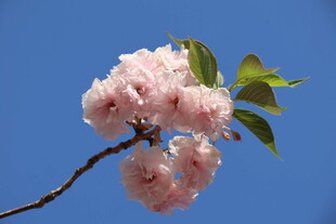 枝头粉嫩樱花绽放