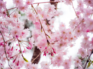 烂漫樱花枝头绽放