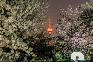 夜樱与塔的梦幻景致