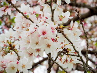 盛开的烂漫樱花枝头