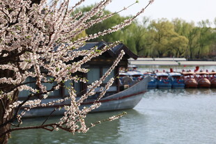 河畔樱花下的停泊船只