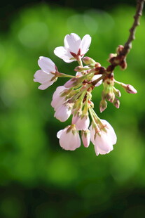 枝头绽放的粉嫩樱花